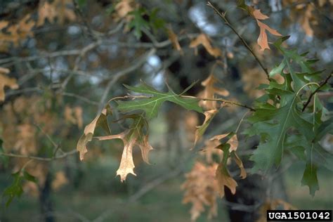 Oak Wilt Ceratocystis Fagacearum On Nuttall Oak Quercus Texana