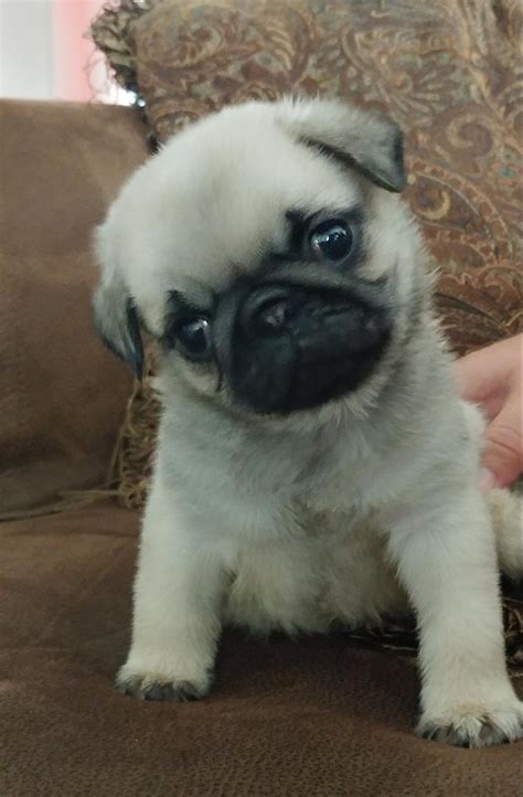 Enjoy a mix of hypoallergic browse the extensive collection of cute affordable puppies. Pug Puppies for Sale in North Carolina, South Carolina, NC ...