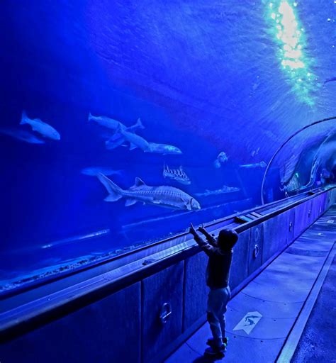 How To Have The Best Experience At Ripleys Aquarium Epic Experiences
