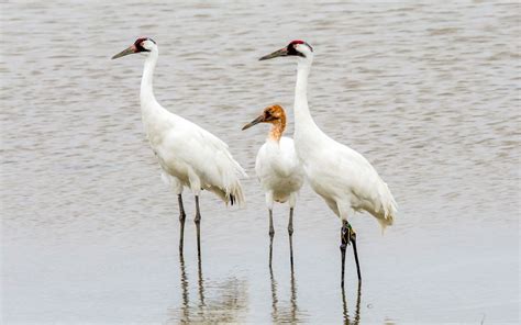 Whooping Cranes A Texas Love Story Earthwatch