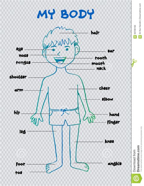 My Body` Educational Info Graphic Chart For Kids Stock Vector