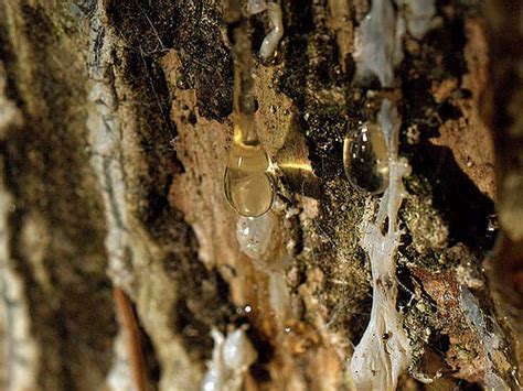 4 crazy off grid uses for pine sap our favorite no 2 off the grid news