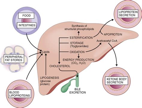 They are organic compounds organized in the form of aldehydes or ketones with multiple hydroxyl groups coming off the carbon chain. THE LIVER AND BILIARY SYSTEM | Basicmedical Key