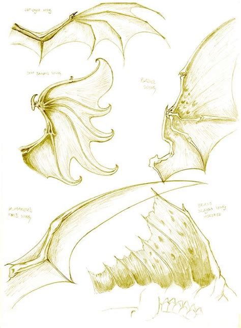 Pin By Fedelino On Drawing Reference Dragon Anatomy Wings Drawing