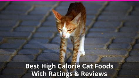 Dave's and zignature also get good ratings and they tend to have plenty of calories. Best High Calorie Cat Food for Weight Gain - Wet and Dry ...