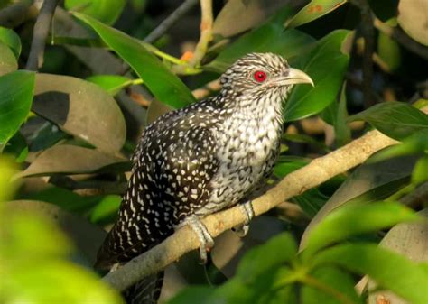 Asian Koel Female Focusing On Wildlife