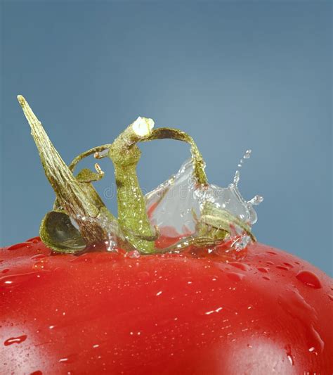 Tomato Drop In Water Stock Photo Image Of Tomato Fresh 11047796
