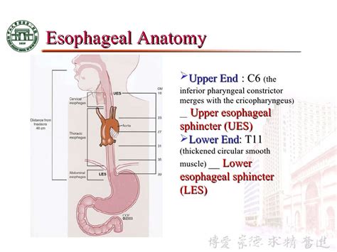 Esophagus Sphincter Anatomy