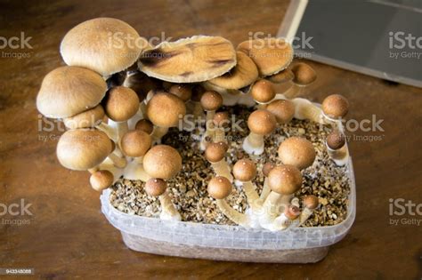 A Step By Step Guide To Growing Your Own Edible Mushrooms Wsmbmp