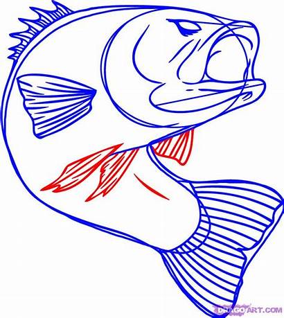 Bass Fish Draw Drawing Drawings Step Largemouth