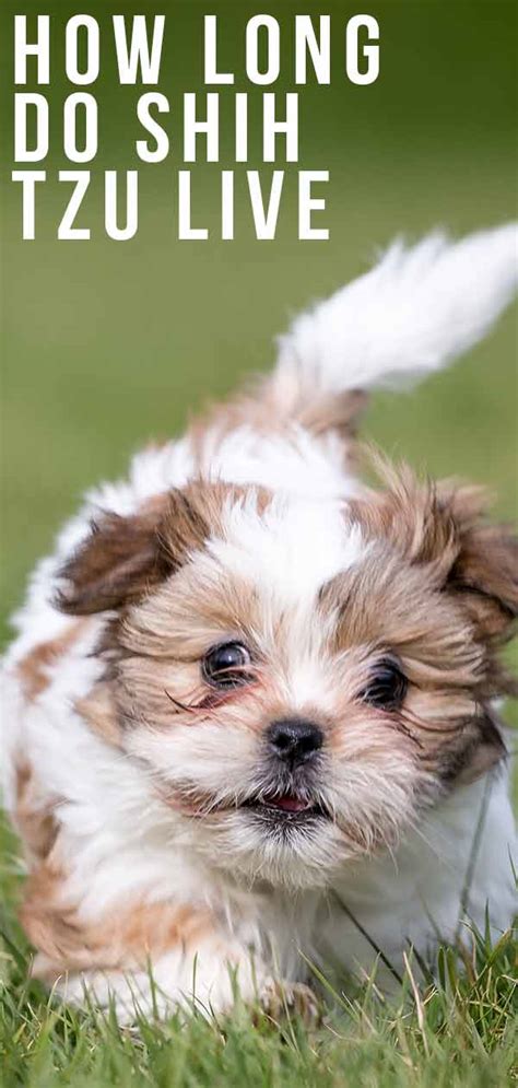 Fleas can live for long periods on hosts if grooming is restricted. How Long Do Shih Tzu Live - Lifespan And Longevity