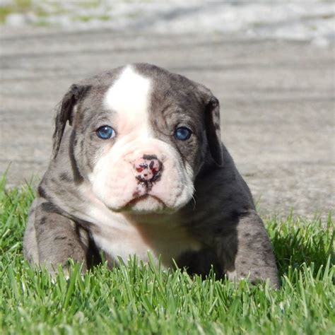Brown and blue in the same single eye. Alapaha Blue Blood Bulldog - Temperament & Facts of the ...