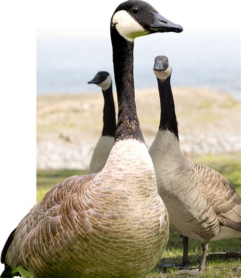 Sonic repellents can be effective at moving geese away from an area, but only for a short period of time. How To Keep Canadian Geese Off My Property - Property Walls