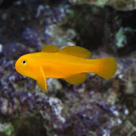 Yellow Clown Goby Quarantined Fish