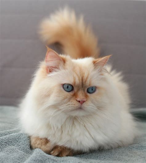 12 Secrets You Will Not Want To Know About Himalayan Kitten Knoxville