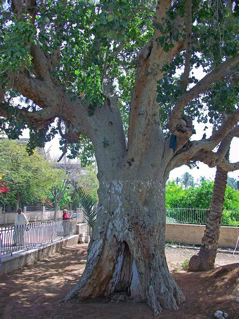 Мэттью макконахи, наоми уоттс, джордан джаварис и др. File:Tree of Zacchaeus, Jericho, West Bank.jpg - Wikimedia ...