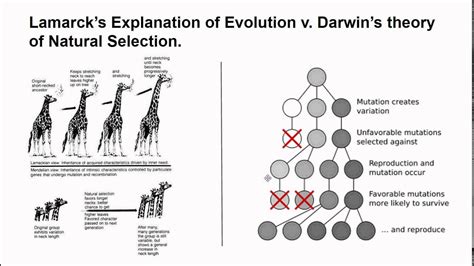 Lamarcks Theory Vs Darwin Youtube