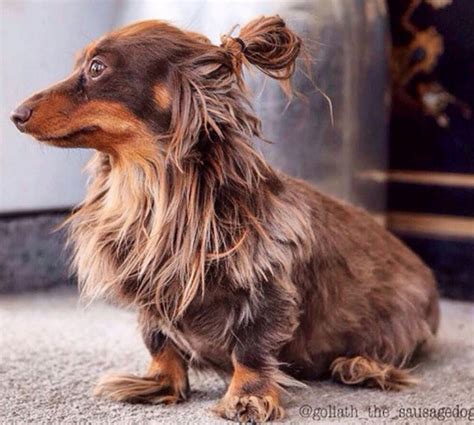 Our Present To You Dogs In Man Buns Glamour