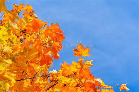 Maple Tree With Autumn Golden Leaves Stock Photo Image Of Forest