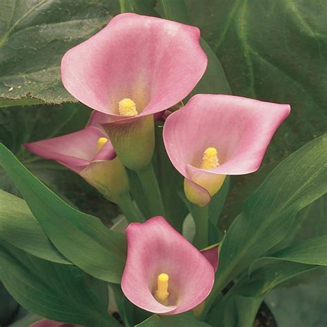 Gal Pink Calla Lily Plant