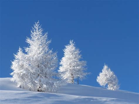 Wonderful White Trees On The Field Full With Snow
