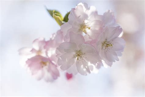 Closeup Of Cherry Blossoms On Blurred Background Stock Photo Image Of