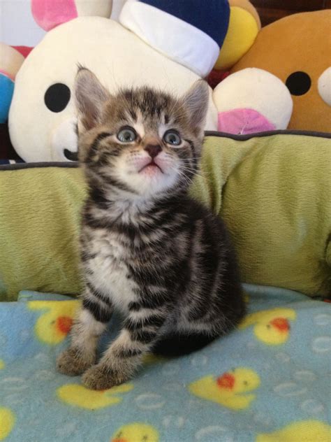 6 Weeks Old Brown Tabby Kitten Look At His Cute Face Gatitos