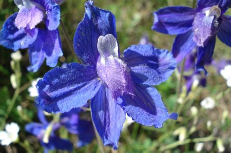 Gardeners only in the warmer zones can grow them outdoors, but rat tail cactus houseplants thrive in the interior landscape for most people. Wildflower: Rocky Mountain Larkspur-taken in the Black ...