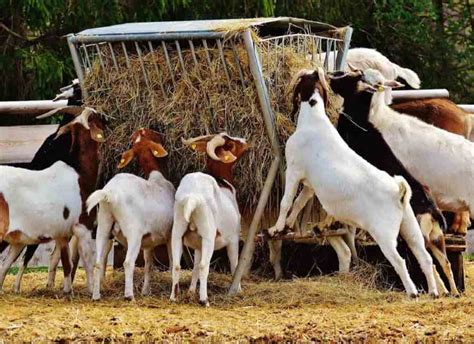 90 फीसदी सब्सिडी के साथ शुरु करें बकरी पालन का कारोबार हर महीने बंपर कमाई जानिये प्रोसेस