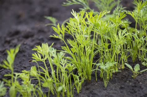 These white flower heads are edible and used in soups, stews, and flavored teas. What Do Carrot Sprouts Look Like? (Aug. 2020 ...
