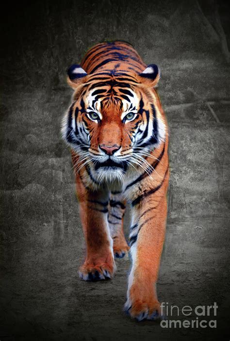 Prowling Tiger Digital Art By Savannah Gibbs