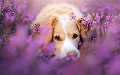 1920x1200 Cute Dog In Flowers 1080p Resolution Hd 4k Wallpapersimages