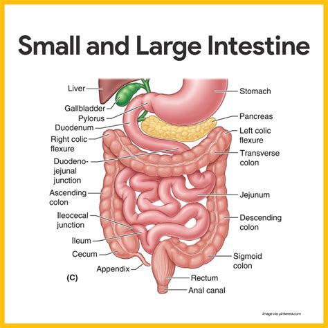 Digestive System Anatomy And Physiology Intestines Anatomy Medical