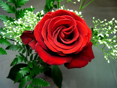 Many people give greeting cards, chocolates, jewelry or flowers, particularly roses, to their partners or admirers on valentine's day. Valentine's Day flowers with a modern touch - Flower Press