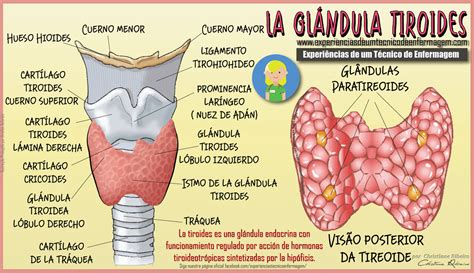 La Glándula Tiroides Enfermería Ilustrada Glândula Tireoide