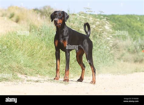Dog Dobermann Doberman Pinscher Natural Ears Adult Standing Stock