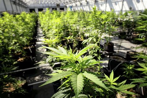 Desde 1960, el concepto de equidad social ha sido utilizado en una variedad de. La equidad social es tema clave en legalización de marihuana