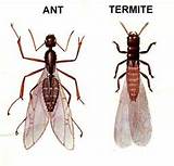 How To Tell Termites From Flying Ants Pictures