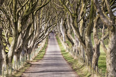Northern Ireland The Dark Hedges Armoy County Antrim Is A Beautiful