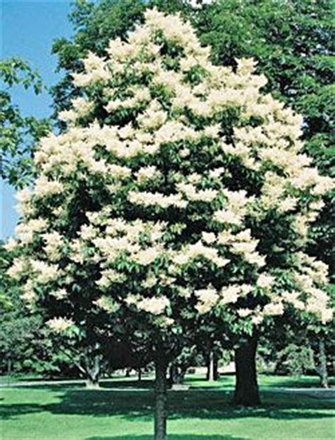 Use small and dwarf trees to add a point of interest, shade a crab trees hardy enough for zone 4 will generally bud a little later. 25 best Ornamental Trees images on Pinterest | Small trees ...