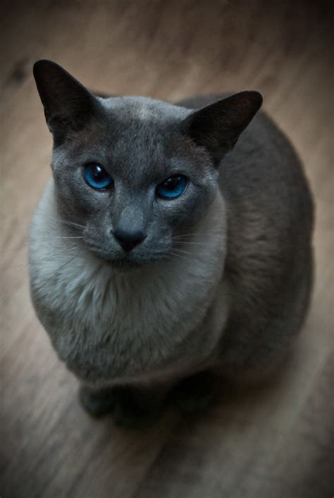 30 Top Images Blue Point Siamese Male Cat Names 38 Best Names For Siamese Cats With Blue Eyes