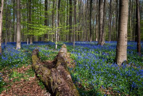 Belgian Landscape Wallpapers Top Free Belgian Landscape Backgrounds