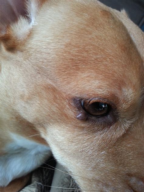 Hi My Dog Has A Bump Like Lump On His Eyelid And It Is Slowly