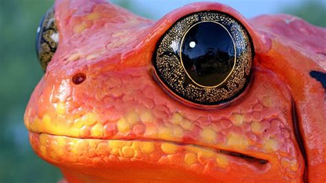 Red Frog Animals Nature Amphibian Macro Eyes Orange 4k Hd Wallpapers