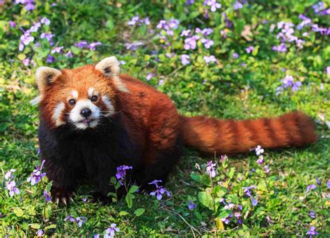 Faszinierende Fakten über Den Roten Panda 2024