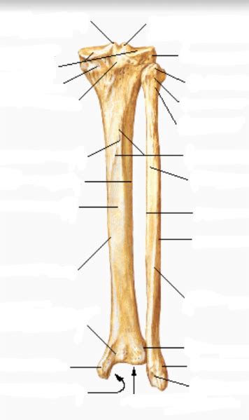 Osteo 100 D5 Tibia And Fibula Posterior View Diagram Quizlet