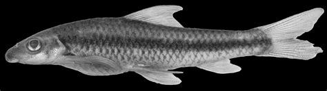 Revision Of The Cyprinid Genus Crossocheilus Tribe Labeonini With