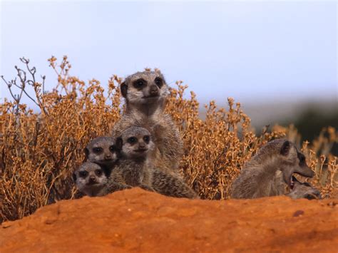Five Shy Meerkats Oudtshoorn Tourism