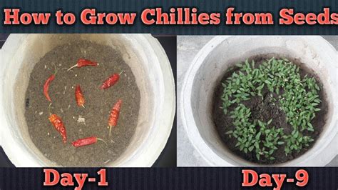 How To Grow Chillies From Seeds Planting Chillies From Seeds Youtube