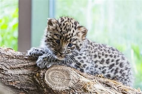 Cute Baby Leopard Wallpaper